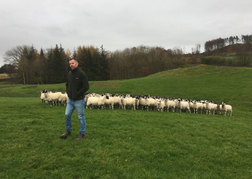 a man standing in front of a herd of sheep